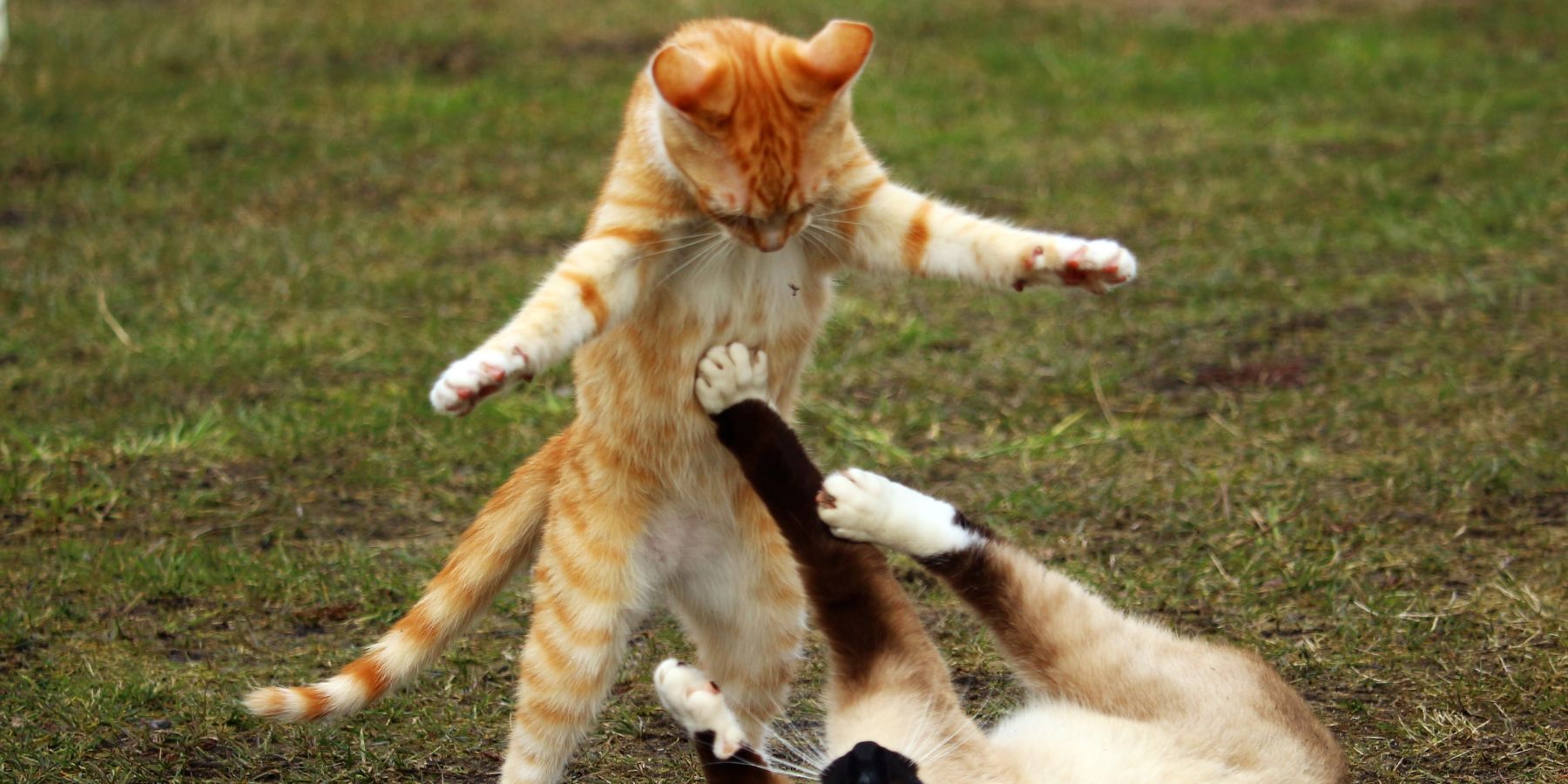 Are Male Cats More Aggressive Than Females? Aggression Analysis